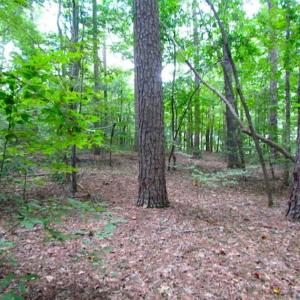 Photo of SOLD!!  5 Acres of Waterfront Timber Land For Sale in Isle of Wight County VA!