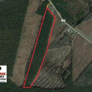 Photo of SOLD!  38 Acres of Hunting and Timber Land for Sale in Gates County NC!
