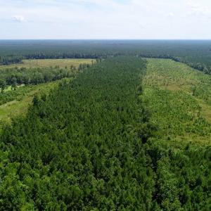 Photo of SOLD!  38 Acres of Hunting and Timber Land for Sale in Gates County NC!