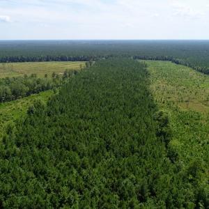 Photo of SOLD!  38 Acres of Hunting and Timber Land for Sale in Gates County NC!