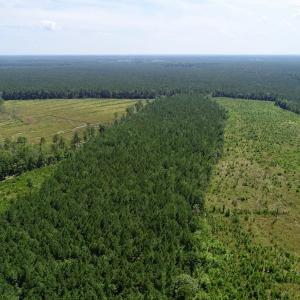 Photo of SOLD!  38 Acres of Hunting and Timber Land for Sale in Gates County NC!