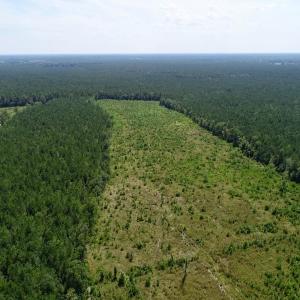 Photo of SOLD!  38 Acres of Hunting and Timber Land for Sale in Gates County NC!
