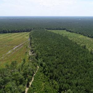 Photo of SOLD!  38 Acres of Hunting and Timber Land for Sale in Gates County NC!