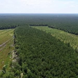 Photo of SOLD!  38 Acres of Hunting and Timber Land for Sale in Gates County NC!