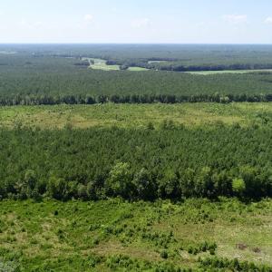 Photo of SOLD!  38 Acres of Hunting and Timber Land for Sale in Gates County NC!