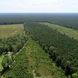 Photo of SOLD!  38 Acres of Hunting and Timber Land for Sale in Gates County NC!