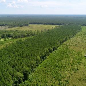Photo of SOLD!  38 Acres of Hunting and Timber Land for Sale in Gates County NC!
