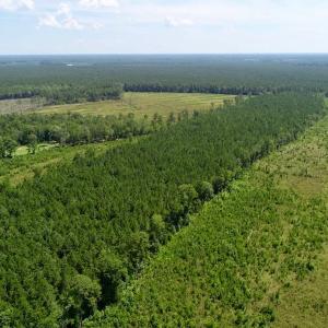 Photo of SOLD!  38 Acres of Hunting and Timber Land for Sale in Gates County NC!