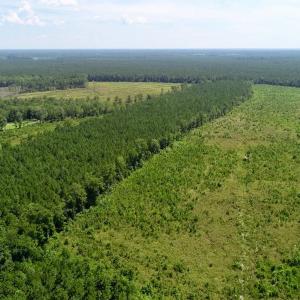 Photo of SOLD!  38 Acres of Hunting and Timber Land for Sale in Gates County NC!