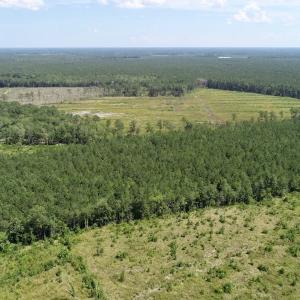 Photo of SOLD!  38 Acres of Hunting and Timber Land for Sale in Gates County NC!