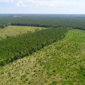 Photo of SOLD!  38 Acres of Hunting and Timber Land for Sale in Gates County NC!