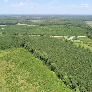 Photo of SOLD!  38 Acres of Hunting and Timber Land for Sale in Gates County NC!