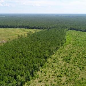 Photo of SOLD!  38 Acres of Hunting and Timber Land for Sale in Gates County NC!