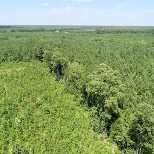 Photo of SOLD!  38 Acres of Hunting and Timber Land for Sale in Gates County NC!