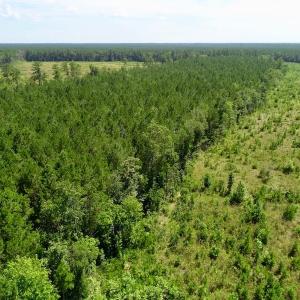 Photo of SOLD!  38 Acres of Hunting and Timber Land for Sale in Gates County NC!