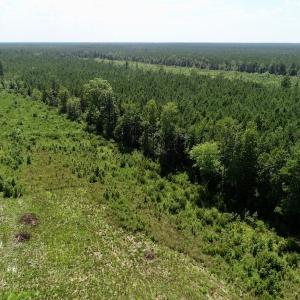 Photo of SOLD!  38 Acres of Hunting and Timber Land for Sale in Gates County NC!