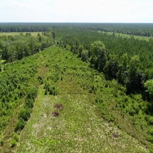 Photo of SOLD!  38 Acres of Hunting and Timber Land for Sale in Gates County NC!