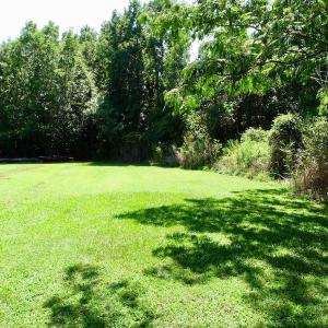 Photo of SOLD!  38 Acres of Hunting and Timber Land for Sale in Gates County NC!