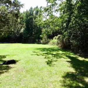 Photo of SOLD!  38 Acres of Hunting and Timber Land for Sale in Gates County NC!