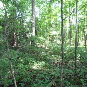 Photo of SOLD!!! 5 Acre Building Lot For Sale in Isle of Wight County VA!