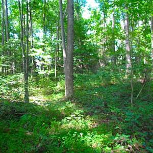 Photo of SOLD!!! 5 Acre Building Lot For Sale in Isle of Wight County VA!