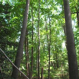 Photo of SOLD!!! 5 Acre Building Lot For Sale in Isle of Wight County VA!