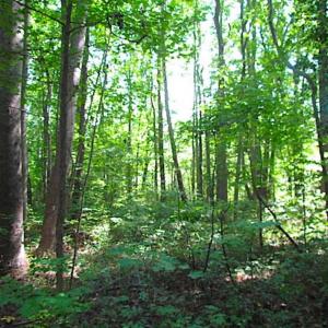Photo of SOLD!!! 5 Acre Building Lot For Sale in Isle of Wight County VA!