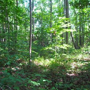 Photo of SOLD!!! 5 Acre Building Lot For Sale in Isle of Wight County VA!
