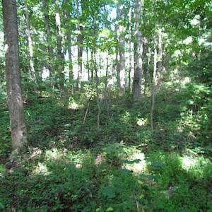 Photo of SOLD!!! 5 Acre Building Lot For Sale in Isle of Wight County VA!