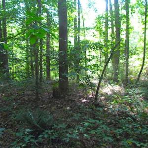 Photo of SOLD!!! 5 Acre Building Lot For Sale in Isle of Wight County VA!