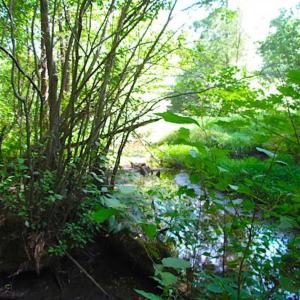 Photo of SOLD!!! 5 Acre Building Lot For Sale in Isle of Wight County VA!