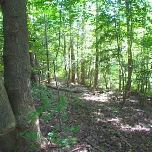 Photo of SOLD!!! 5 Acre Building Lot For Sale in Isle of Wight County VA!
