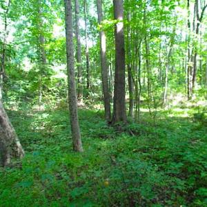 Photo of SOLD!!! 5 Acre Building Lot For Sale in Isle of Wight County VA!