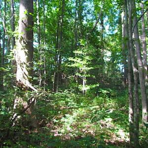 Photo of SOLD!!! 5 Acre Building Lot For Sale in Isle of Wight County VA!