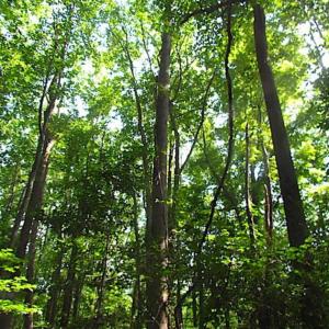 Photo of SOLD!!! 5 Acre Building Lot For Sale in Isle of Wight County VA!