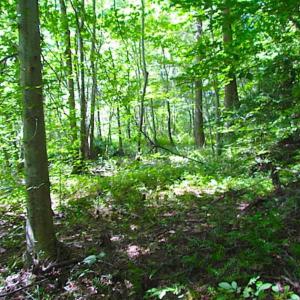 Photo of SOLD!!! 5 Acre Building Lot For Sale in Isle of Wight County VA!
