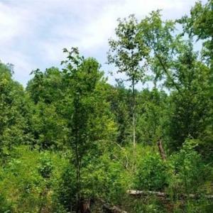 Photo of SOLD!!  1.7 Acres of Residential Building Land For Sale in Lancaster County VA!