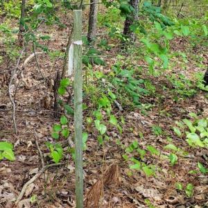 Photo of SOLD!!  1.7 Acres of Residential Building Land For Sale in Lancaster County VA!