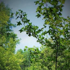 Photo of SOLD!!  1.7 Acres of Residential Building Land For Sale in Lancaster County VA!