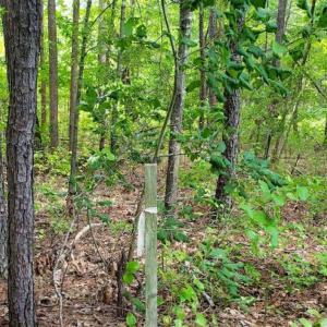 Photo of SOLD!!  1.7 Acres of Residential Building Land For Sale in Lancaster County VA!