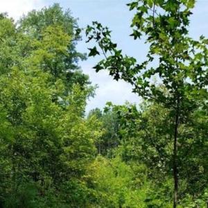 Photo of SOLD!!  1.7 Acres of Residential Building Land For Sale in Lancaster County VA!
