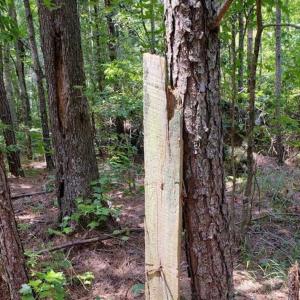 Photo of SOLD!!  1.7 Acres of Residential Building Land For Sale in Lancaster County VA!