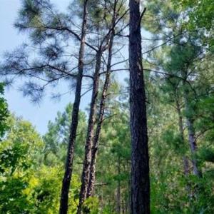 Photo of SOLD!!  1.7 Acres of Residential Building Land For Sale in Lancaster County VA!