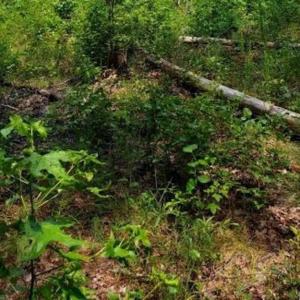 Photo of SOLD!!  1.7 Acres of Residential Building Land For Sale in Lancaster County VA!