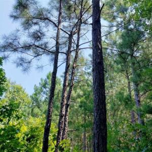 Photo of SOLD!!  1.7 Acres of Residential Building Land For Sale in Lancaster County VA!