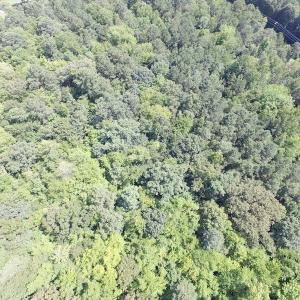 Photo of SOLD!!  6 Acres of Mature Timber Land for Sale in  Surry County VA!