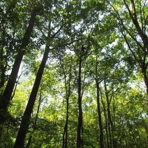 Photo of SOLD!!  6 Acres of Mature Timber Land for Sale in  Surry County VA!