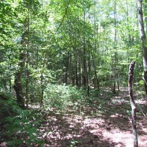Photo of SOLD!!  6 Acres of Mature Timber Land for Sale in  Surry County VA!