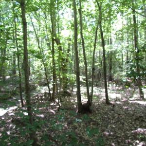 Photo of SOLD!!  6 Acres of Mature Timber Land for Sale in  Surry County VA!