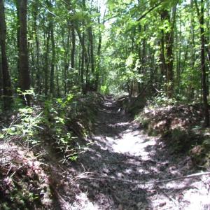 Photo of SOLD!!  6 Acres of Mature Timber Land for Sale in  Surry County VA!